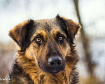 Собаки в Москве: Каштан Мальчик, Бесплатно - фото 1