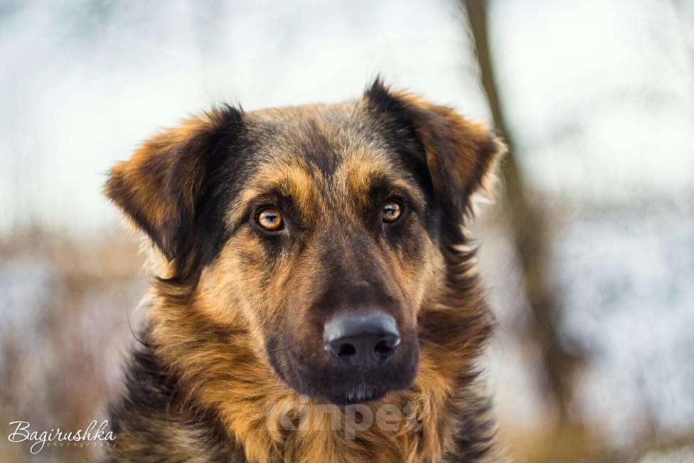 Собаки в Москве: Каштан Мальчик, Бесплатно - фото 1