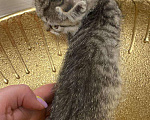 Кошки в Лобне:  Малышка ищет дом. Мама британка  Девочка, Бесплатно - фото 3