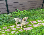 Собаки в Москве: Атос Мальчик, Бесплатно - фото 4