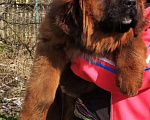 Собаки в Юже: Тибетский мастиф  Девочка, 60 000 руб. - фото 1