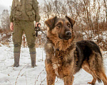 Собаки в Москве: Каштан Мальчик, Бесплатно - фото 2