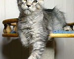 Кошки в Мытищах: Котенок Мейн-кун Мальчик, 50 000 руб. - фото 6