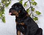 Собаки в Зеленограде: Кобель коричневая лента  Мальчик, 100 000 руб. - фото 6