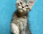 Кошки в Мытищах: Котенок Мейн кун Мальчик, 45 000 руб. - фото 2