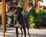 Собаки в Москве: Луи ищет дом Мальчик, Бесплатно - фото 1