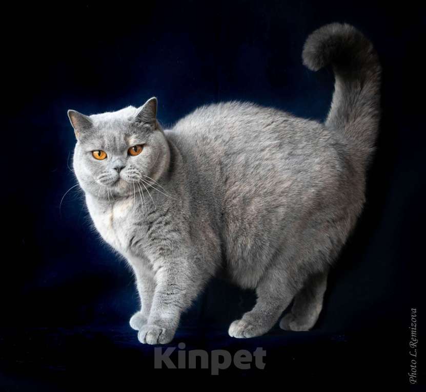 Кошки в Москве: Британская кошка шоу-класс Девочка, Бесплатно - фото 1