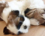 Собаки в Самаре: Ши-тцу красивые щенки из питомника, 50 руб. - фото 2