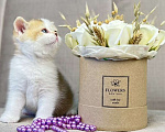 Кошки в Люберцах: Британский котенок Девочка, 25 000 руб. - фото 8