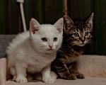 Кошки в Москве: Очаровательные Скай и Ричи в поиске дома Мальчик, Бесплатно - фото 1