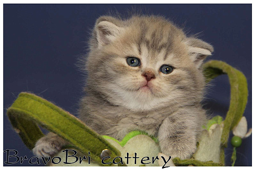 Объявление: Британские котята классических окрасов , Бесплатно, Сургут