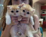 Кошки в Омске: Золотые шиншиллята Мальчик, 20 000 руб. - фото 7