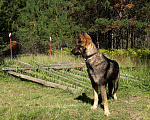 Собаки в Брянске: Ищу друга для Нино. Девочка, Бесплатно - фото 3
