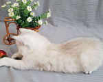 Кошки в Симферополе: Котята шотландские фолд / страйт Мальчик, 9 000 руб. - фото 2