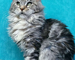 Кошки в Мытищах: Котенок Мейн-кун Девочка, 45 000 руб. - фото 3