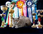 Кошки в Москве: Британская кошка шоу-класс Девочка, Бесплатно - фото 3