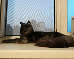 Кошки в Москве: Вязка с котом. Мейн-Кун NS22 Мальчик, 5 000 руб. - фото 2