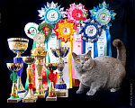 Кошки в Москве: Британская кошка шоу-класс Девочка, Бесплатно - фото 5