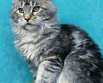 Кошки в Мытищах: Котенок Мейн-кун Девочка, 45 000 руб. - фото 6