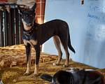 Собаки в Москве: Доча Девочка, Бесплатно - фото 1