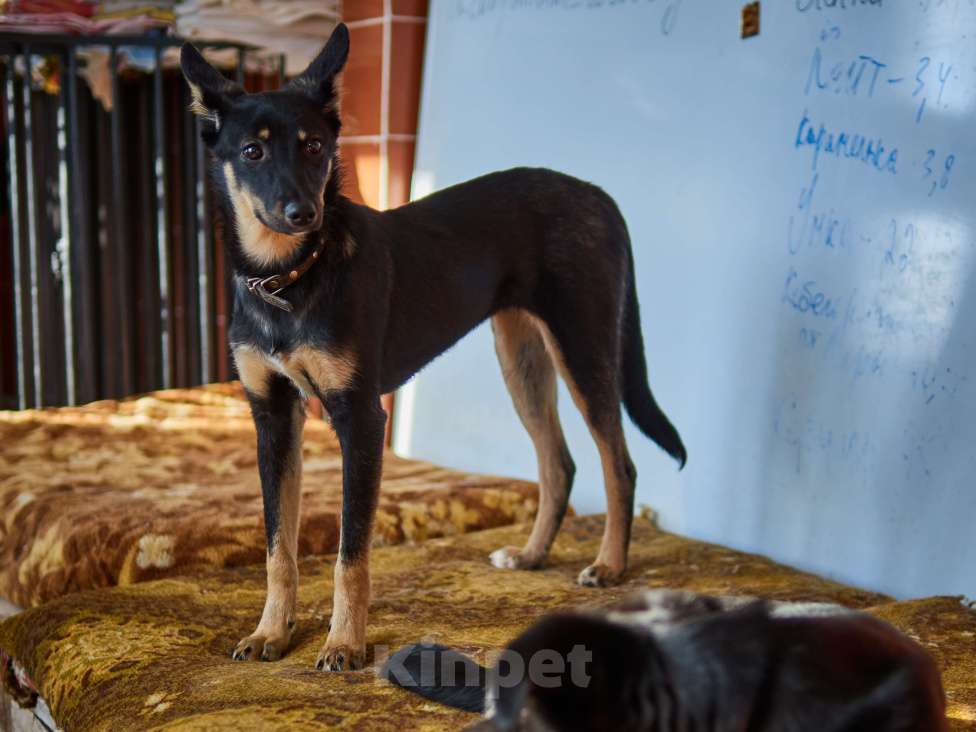 Собаки в Москве: Доча Девочка, Бесплатно - фото 1