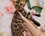 Кошки в Москве: Бенгальские котята  Мальчик, 25 000 руб. - фото 9
