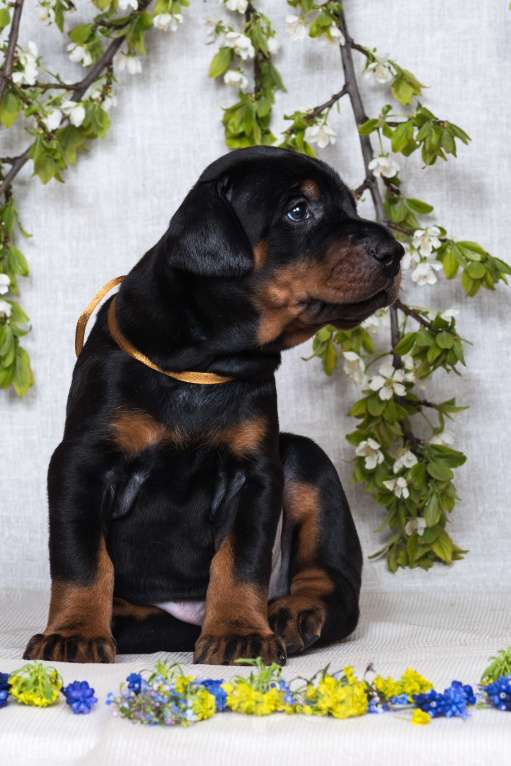 Собаки в Зеленограде: Кобель коричневая лента  Мальчик, 100 000 руб. - фото 1