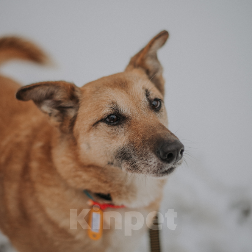 Собаки в Москве: Тори Девочка, Бесплатно - фото 1