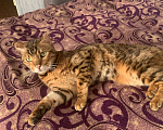 Кошки в Лангепасе: Продаю бенгальского кота Мальчик, 70 000 руб. - фото 5