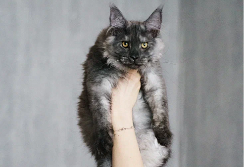 Объявление: Молодой кот Мейн-Кун , 100 000 руб., Химки