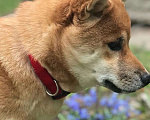 Собаки в Мурманске: Сиба ину в стандарте РКФ Девочка, 50 000 руб. - фото 2