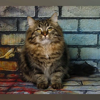 Объявление: Сибирская кошка, 50 000 руб., Москва