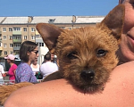 Собаки в Рыбинске: Щенок норвич терьера Девочка, 120 руб. - фото 2