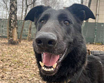 Собаки в Москве: Добрейший Кузя остался сиротой после смерти хозяина! Ищет дом Мальчик, Бесплатно - фото 2