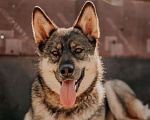 Собаки в Москве: Дакота ищет дом Девочка, Бесплатно - фото 2