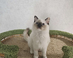 Кошки в Владивостоке: Caramel Девочка, 50 000 руб. - фото 2