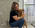 Собаки в Санкт-Петербурге: Щенок ищет семью Девочка, Бесплатно - фото 4