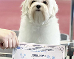 Собаки в Самаре: Щенок мальтезе Девочка, 120 000 руб. - фото 5