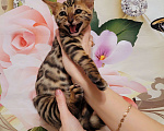 Кошки в Москве: Бенгальские котята  Мальчик, 25 000 руб. - фото 8