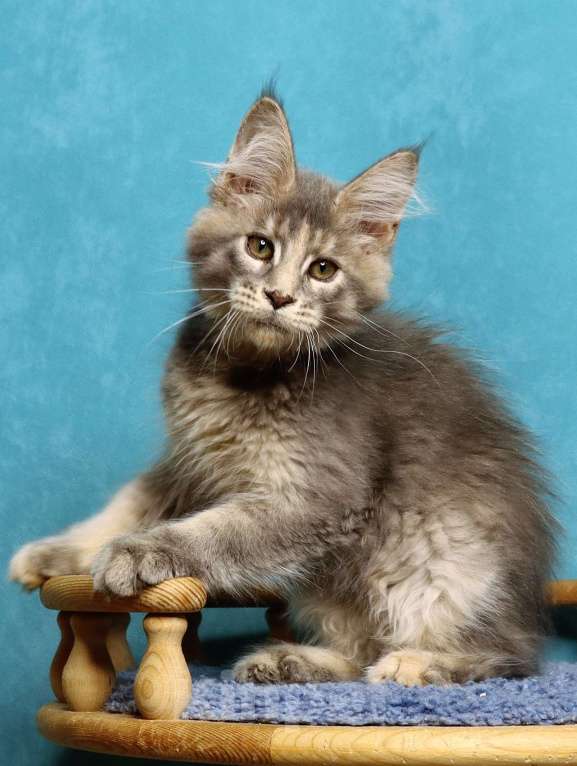 Кошки в Мытищах: Котенок Мейн-кун Девочка, 50 000 руб. - фото 1