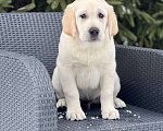Собаки в Домодедово: Лабрадора щенки кобели палевые 3 мес Мальчик, 55 000 руб. - фото 5