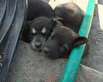 Собаки в Серпухове: Щенки в добрые руки.  Девочка, 1 руб. - фото 3