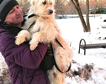 Собаки в Москве: Крсавица СТЭФФАНИ в поисках семьи Девочка, Бесплатно - фото 3
