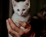 Кошки в Москве: Очаровательные Скай и Ричи в поиске дома Мальчик, Бесплатно - фото 5