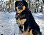 Собаки в Москве: Рой Мальчик, Бесплатно - фото 3