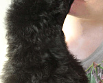 Собаки в Москве: Щенки пуделя черного окраса   Мальчик, Бесплатно - фото 2