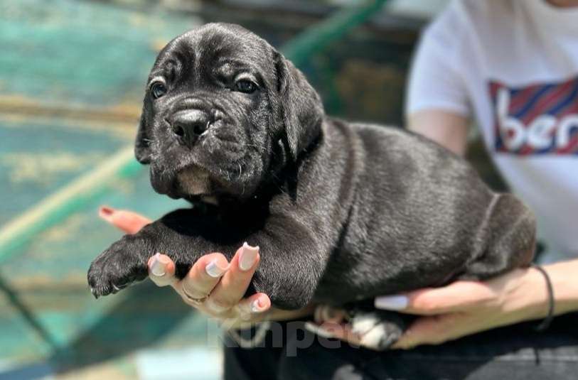 Собаки в Астрахани: Щенки кане-корсо  Мальчик, 60 000 руб. - фото 1