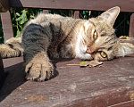 Кошки в Балашихе: Классическая полосатая Мурка 3,5 г. из приюта Девочка, Бесплатно - фото 10