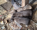 Собаки в Перми: Пристроить щенков Мальчик, Бесплатно - фото 4