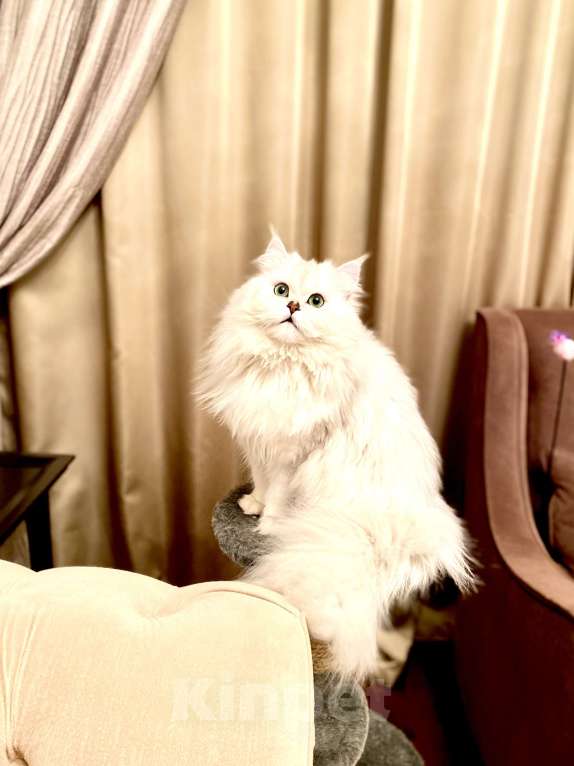 Кошки в Москве: Вязка британского длинношёрстного  шиншилла Мальчик, 5 000 руб. - фото 1